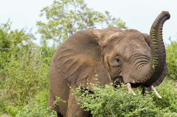 Elefánt ebédelni - Fotó, kép