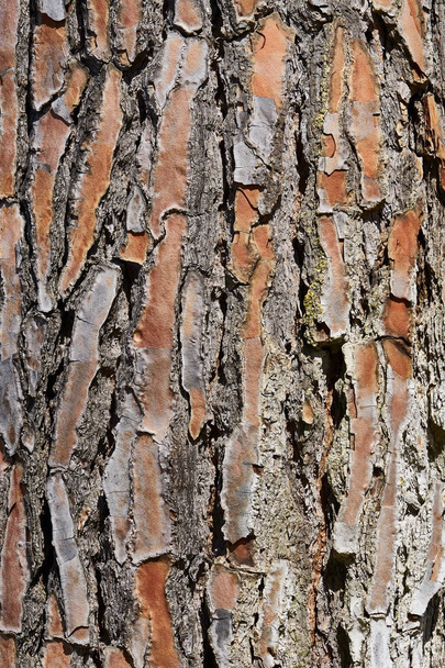 textura de fondo del pino sombrilla en italia - tupé
 - Foto, imagen