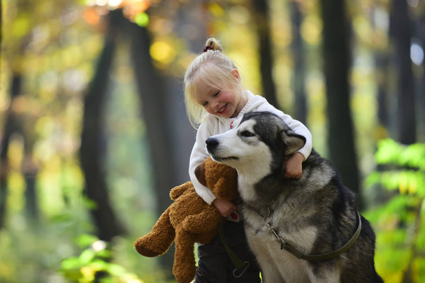 Child play with dog in autumn forest. Child with husky and teddy bear on fresh air outdoor - Fotoğraf, Görsel