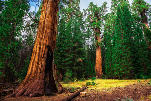 Гигантский Секвойский лес в Калифорнии
 - Фото, изображение