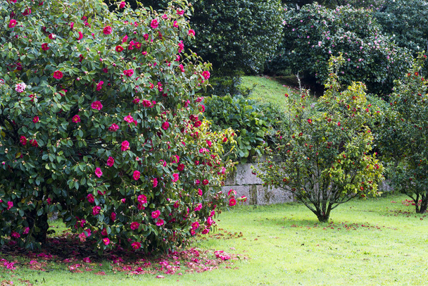 Jardin avec camélias en Soutomaior (Espagne)
) - Photo, image