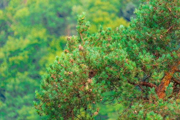 Kiefer immergrüne Zweige mit Zapfen Nahaufnahme - Foto, Bild