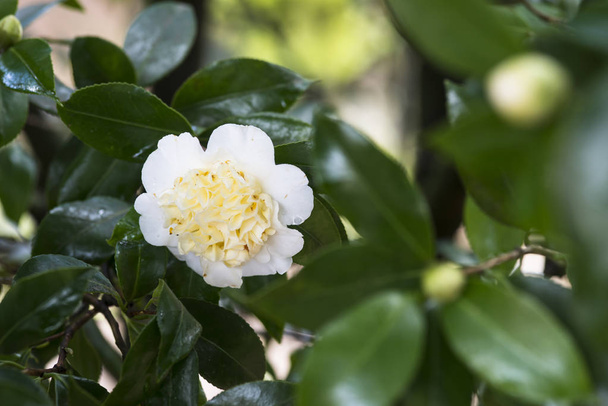 witte camellia in de boom - Foto, afbeelding