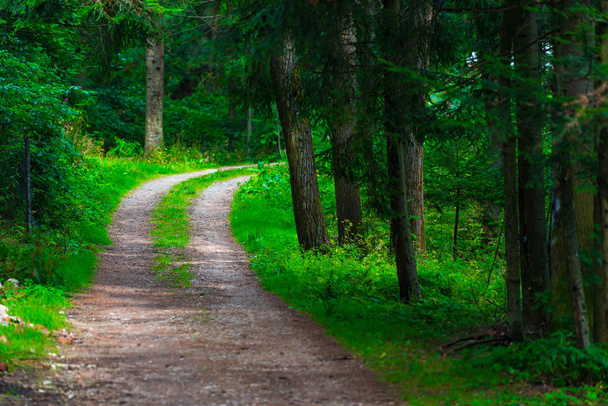 een breed wandelpad in de zomer groen bos, landschap - Foto, afbeelding