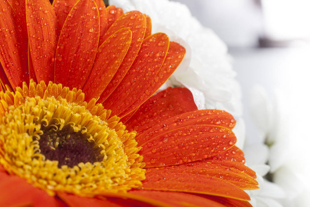 Oranje gerbera close-up op bloemblaadjes met waterdruppels. Oranje bloemblaadjes op macro- en witte achtergrond - Foto, afbeelding