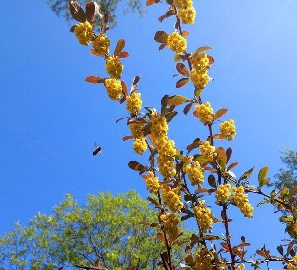 Abeja de miel en las flores de la baya decorativa
 - Foto, Imagen