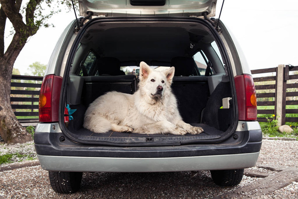 Velký bílý švýcarský ovčák v autě. Přenášení psa v autě. Cestování se psem. - Fotografie, Obrázek