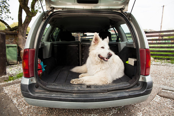 Büyük beyaz İsviçre çoban arabada. Arabada köpek taşıma.  - Fotoğraf, Görsel