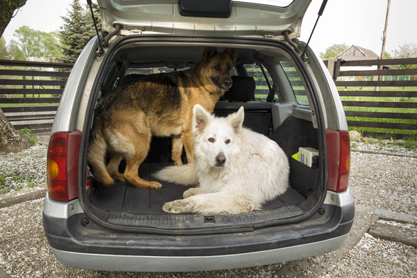 Grand berger suisse blanc dans la voiture. Porter un chien dans la voiture. Voyagez avec un chien. Coffre de voiture et chien
. - Photo, image