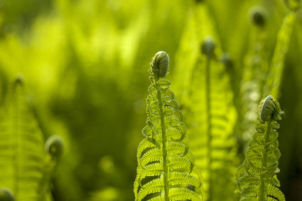 Rosnące paprocie zielony na naturalne blured zielone tło. Polypody w środowisku naturalnym.  - Zdjęcie, obraz