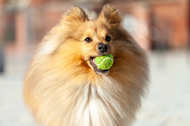 a shetland sheepdog plays with a little ball - Foto, afbeelding