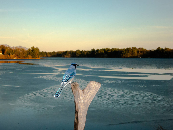 Blue jay se sienta triste en el muñón como el lago inviernos hielo se derrite
. - Foto, Imagen