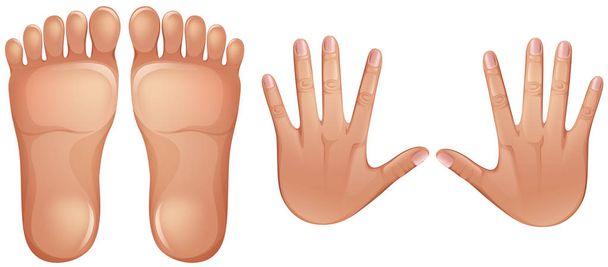 Human Anatomy Feet and Hands - Vector, Image