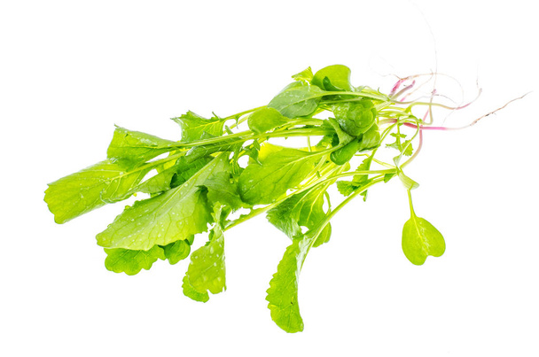 Wiązka świeży zielony zioła ogrodowe, koncepcja Surowa żywność i żywienie wegetariańskie - Zdjęcie, obraz