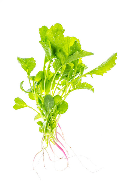 新鮮な緑の庭のハーブ、ローフードと菜食主義者の栄養の概念の束 - 写真・画像