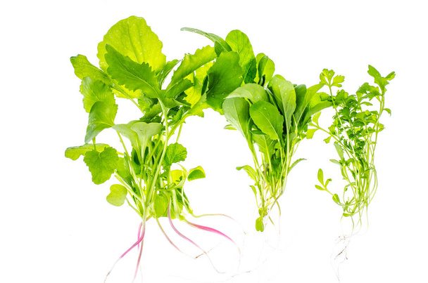 Wiązka świeży zielony zioła ogrodowe, koncepcja Surowa żywność i żywienie wegetariańskie - Zdjęcie, obraz