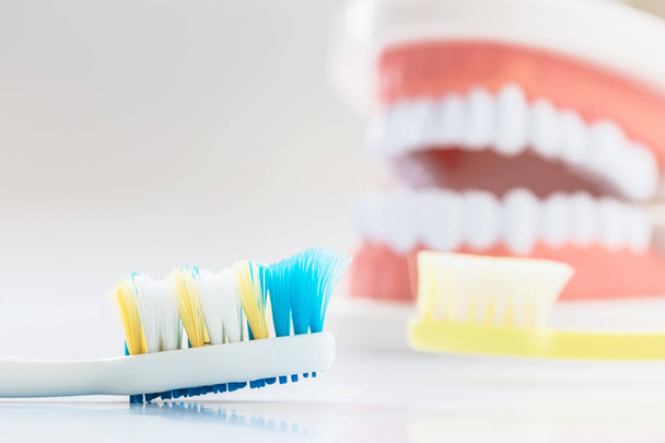 Cepille los dientes y el modelo de dientes de demostración
 - Foto, imagen