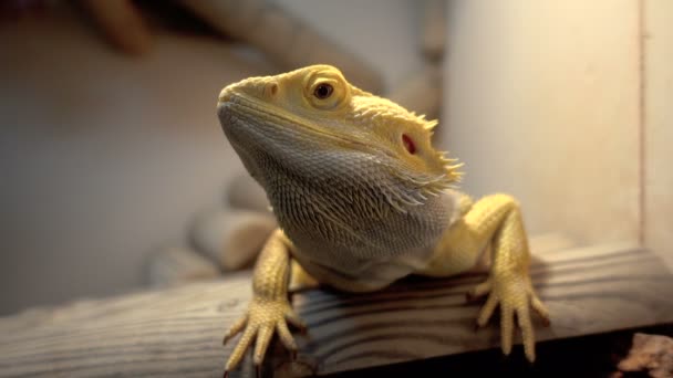 Agama lizard, bearded dragon - Footage, Video