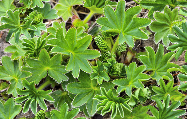 Liści młodych wiosna rzeźbione zielony łąka trawy, selektywne focu - Zdjęcie, obraz