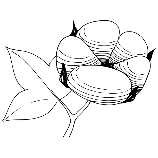Flor de algodón en un estilo vectorial aislado
. - Vector, Imagen