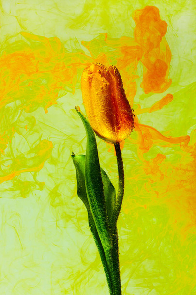 flower water yellow background white inside under paints acrylic tulip smoke streaks green park garden pond orange - Foto, imagen
