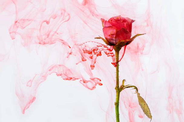 акварельный стиль абстрактный красный цвет розовый белый фон акрил внутри воды страсть кровь розовые листья зеленый вокруг
 - Фото, изображение