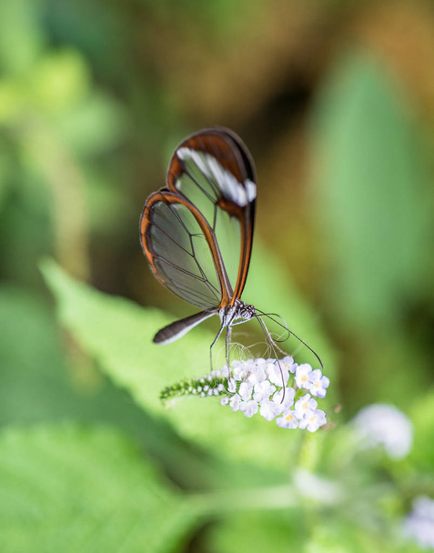 close up view of a glasswing butterfly drinking nectar from a white flower - Photo, Image