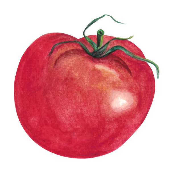 Aquarela mão tomate desenhado, vegetal isolado sobre fundo branco
 - Vetor, Imagem