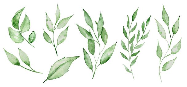 Watercolor green leaves and brunches Greenery herb hand rawn illustration - Photo, Image