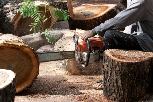Holzfäller sägt Baumstamm mit Kettensäge ab - Foto, Bild