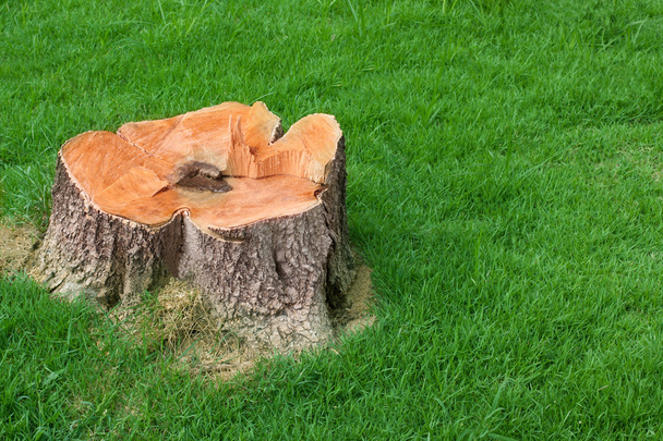 Stump tree plant on green field - Photo, Image
