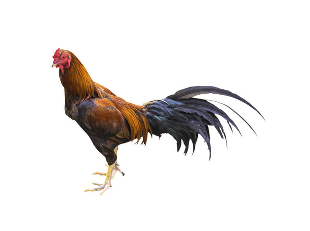 Kogut kurczak na białym tle  - Zdjęcie, obraz