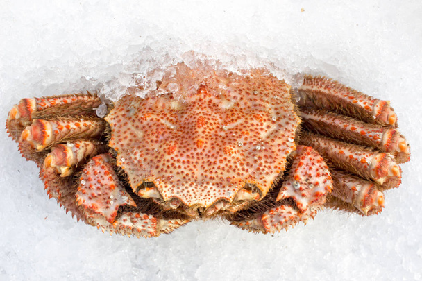  Red crab  on ice - Valokuva, kuva