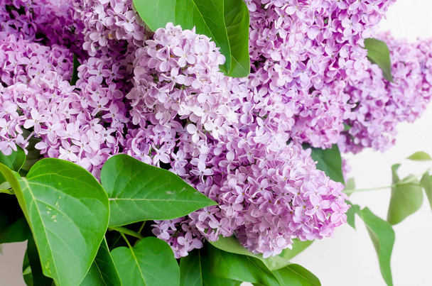 Beautiful Lilac Flowers - Foto, imagen