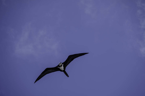 Ascension Frigatebird - Photo, Image