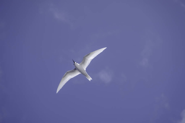 White tern Ascension - Photo, Image