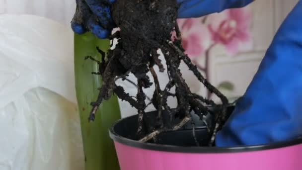 The woman transplants indoor flowers into new flower pots. The Great Root of the Home Flower - Footage, Video