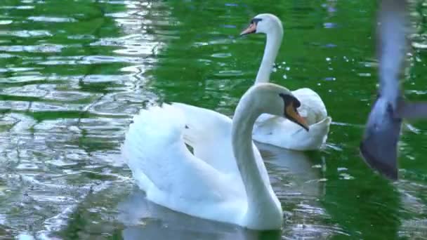 Un par de cisnes blancos nadan en el agua, cisnes en el estanque, cámara lenta
 - Metraje, vídeo