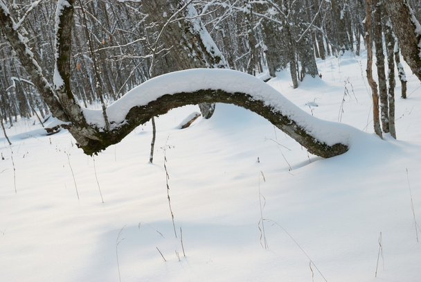 Winter icy forest - Фото, изображение