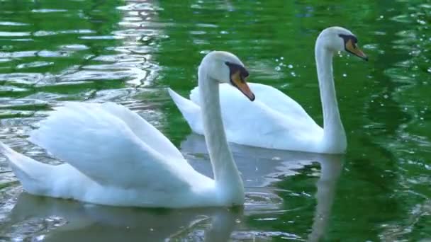 A pair of white swans swim in the water, swans on the pond, slow motion - Footage, Video