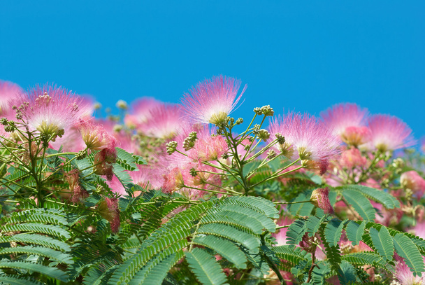 Flowers of acacia (Albizzia julibrissin) - Photo, Image