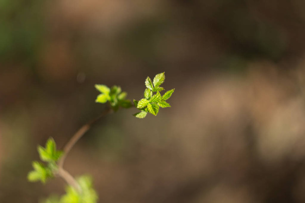 Young leaf in early spring - 写真・画像