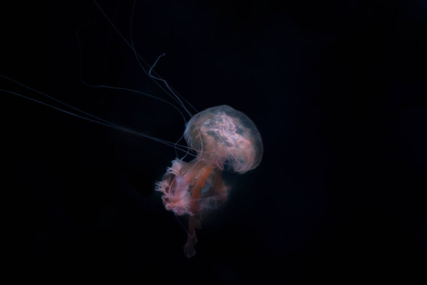 Gelatina di pesce su sfondo nero isolato
 - Foto, immagini