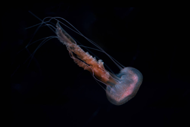 Медузы на черном изолированном фоне
 - Фото, изображение