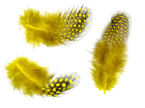 Penas amarelas fofas com manchas isoladas no fundo branco
 - Foto, Imagem