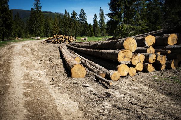 stosy drewna świerkowego w kraju - Zdjęcie, obraz