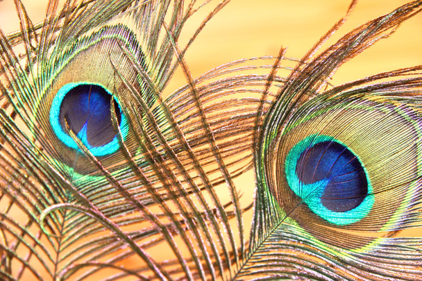 Plumas de pavo real
 - Foto, imagen