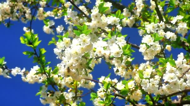 Flores de flores de cereja japonesas
 - Filmagem, Vídeo