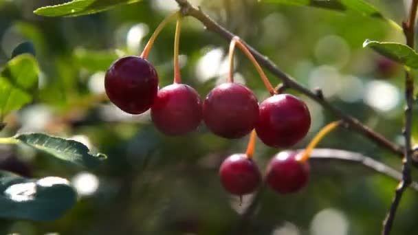 Tree branch with ripe cherries - Materiał filmowy, wideo