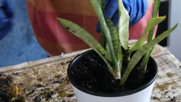 A woman transplants room Sansevieria into new flower pots - Filmati, video